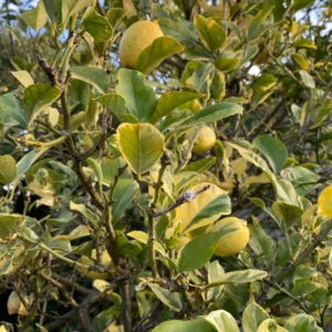 Lemon Tree Live Plant, Varigated Lemon Tree, Pink Lemon Fruit Tree, Varigated Pink Lemon 2 To 3 Feet Height Live In Pot No Ship To CA