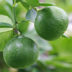 Lime Tree, Persian Lime Fruit Tree, Persian Lime Tree Live Plant 3 Feet Height Potted, Outdoor Fruit Tree No Ship To CA