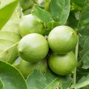 Persian Lime Tree, Lime Lemon Tree, Lime Plant, Grafted Lime Tree 3 Feet Tall, Large Pot For Garden No Ship To CA