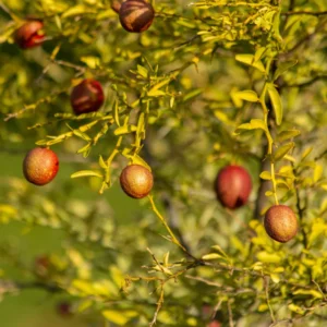 Red Lime Tree, Lime Tree Live Plant, Lemon Plant Live Potted From 2 To 3 Feet Tall, Grafted Tree No Ship To CA