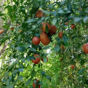 Red Lime Tree, Lime Tree Live Plant, Lemon Plant Live Potted From 2 To 3 Feet Tall, Grafted Tree No Ship To CA