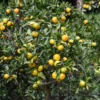 Satsuma Tree Live Plant, Satsuma Mandarin Plant, Satsuma Mandarin Tree 2 To 3 Feet In Pot No Ship To CA