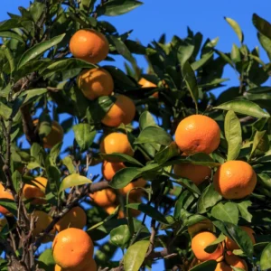Satsuma Tree Live Plant, Satsuma Mandarin Plant, Satsuma Mandarin Tree 2 To 3 Feet In Pot No Ship To CA
