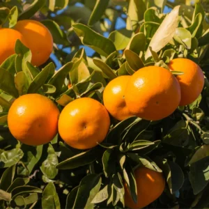 Satsuma Tree, Sweet Tangerine Tree, Live Satsuma Tree, Mandarin Tree From 2 Feet Live In Pot Outdoor No Ship To CA