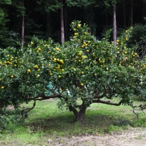 Satsuma Tree, Sweet Tangerine Tree, Live Satsuma Tree, Mandarin Tree From 2 Feet Live In Pot Outdoor No Ship To CA