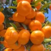 Ponkan Mandarin Plant, Ponkan Tangerine Tree Live Plant, Sweet Ponkan Madarin 2 to 3 Feet Height, Large Pot No Ship To CA