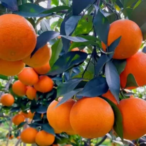 Clementine Mandarin Orange Tree, Clementine Mandarin Fruit Tree, Mandarin Tree 2 Feet For Planting No Ship To CA