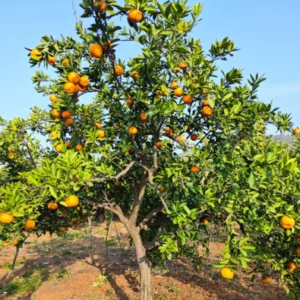 Valencia Orange Tree, Orange Fruit Plant, Orange Fruit Tree Live Plant From 2 Feet Height In Pot No Ship To CA