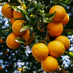 Valencia Orange Fruit Tree, Orange Fruit Tree, Orange Fruit Plant 2 Feet Tall Potted No Ship To CA