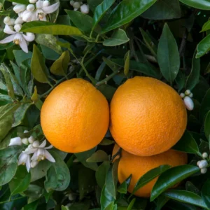 Navel Orange Tree Live Plant, Fruit Orange Tree, Orange Fruit Tree Live Plant Potted From 2 Feet Tall No Ship To CA
