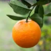 Navel Orange Fruit Tree Live Plant, Fruit Tree 2 To 3 Feet, Live Fruit Tree, Fruit Tree Live Plant Outdoor No Ship To CA