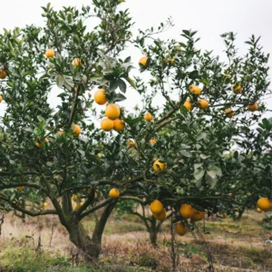 Red Navel Orange Tree 2 To 3 Feet Tall Live In Pot, Orange Fruit Tree, Sweet Orange Fruit Tree Live Plant For Growing No Ship To CA