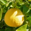 Grapefruit Tree, Sweet Grapefruit Tree, Grapefruit Tree Live, Grapefruit Plant Live In Pot, 2 To 3 Feet Tall Outdoor Planting No Ship To CA