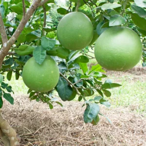 Grapefruit Tree, Sweet Grapefruit Tree, Grapefruit Tree Live, Grapefruit Plant Live In Pot, 2 To 3 Feet Tall Outdoor Planting No Ship To CA