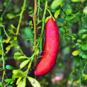 Finger Lime Tree, Finger Lime Plant, Finger Lime Tree Plant, Finger Limes Fruit Live Plant 2 To 3 Feet Tall Potted No Ship To CA