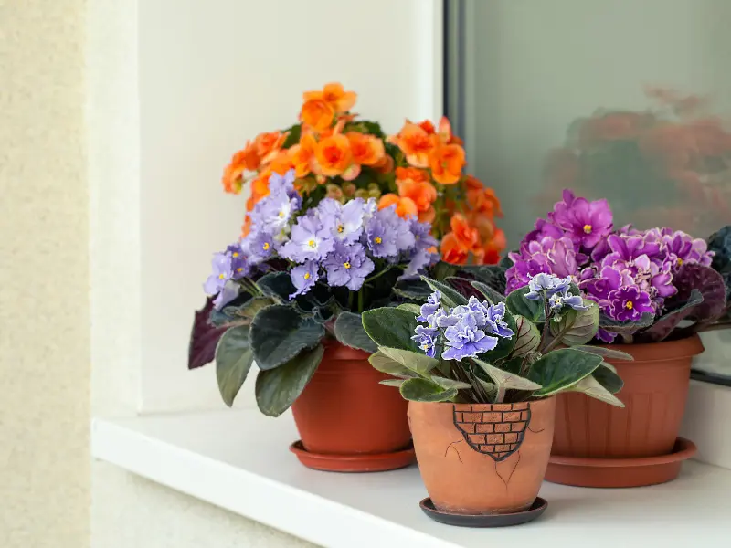 African Violet 