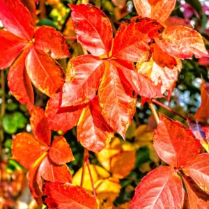 4 Virginia Creeper Live Plants, Virginia Creeper Ivy Roots, 10-14 Inch Tall, Hardy Ivy Plants for Landscaping Ground Cover