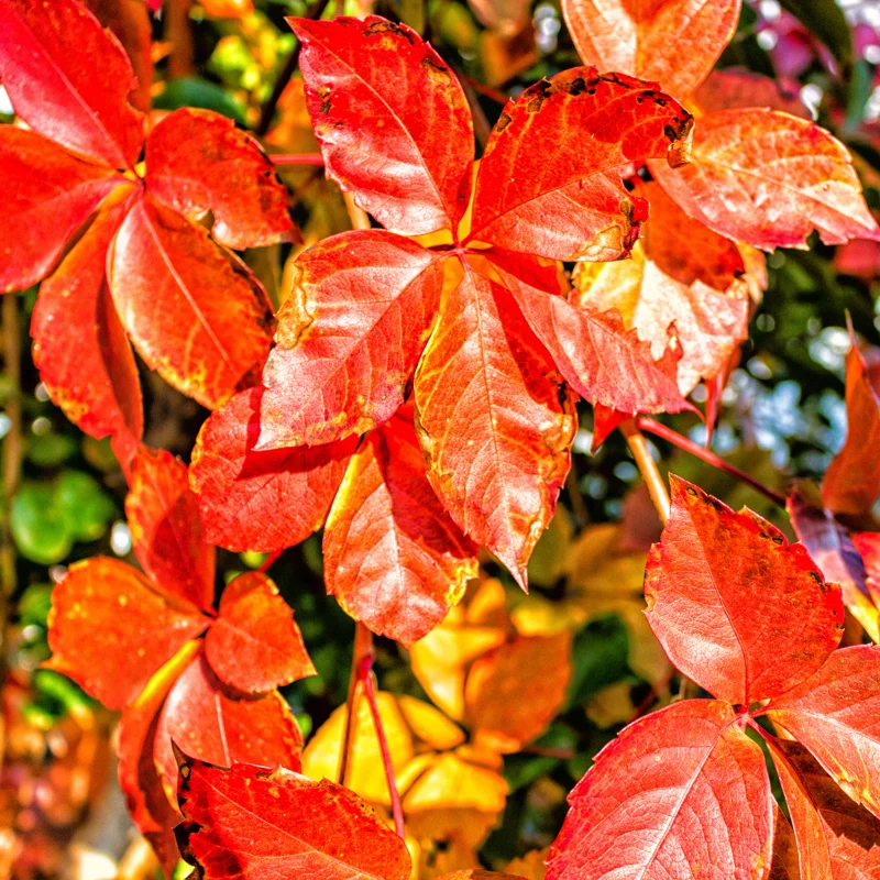 4 Virginia Creeper Live Plants, Virginia Creeper Ivy Roots, 10-14 Inch Tall, Hardy Ivy Plants for Landscaping Ground Cover