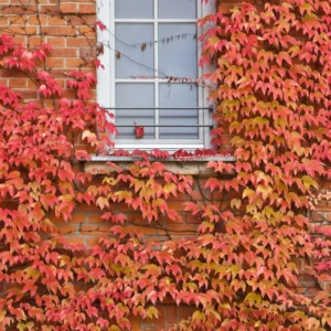 4 Virginia Creeper Live Plants, Virginia Creeper Ivy Roots, 10-14 Inch Tall, Hardy Ivy Plants for Landscaping Ground Cover