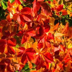 4 Virginia Creeper Live Plants, Virginia Creeper Ivy Roots, 10-14 Inch Tall, Hardy Ivy Plants for Landscaping Ground Cover