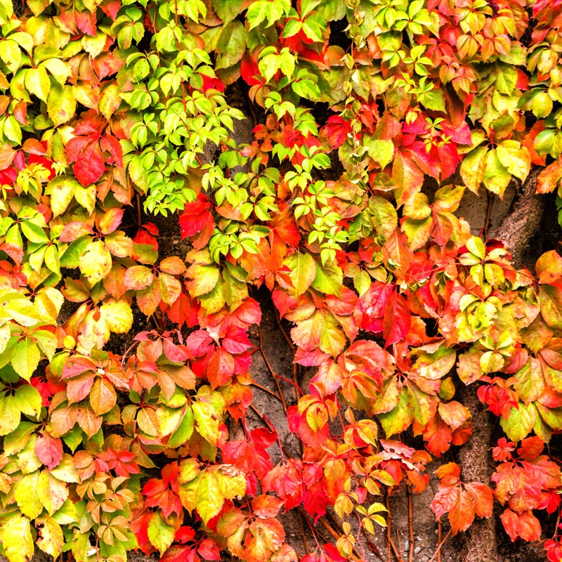 3 Virginia Creeper Live Plants, Virginia Creeper Ivy Roots, 10-14 Inch Tall, Trailing Virginia Creeper Vine Plants, Ivy Plants Live