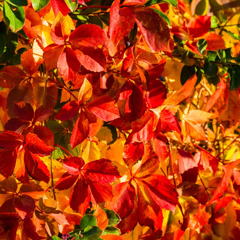 3 Virginia Creeper Live Plants, Virginia Creeper Ivy Roots, 10-14 Inch Tall, Trailing Virginia Creeper Vine Plants, Ivy Plants Live