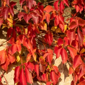 3 Virginia Creeper Live Plants, Virginia Creeper Ivy Roots, 10-14 Inch Tall, Trailing Virginia Creeper Vine Plants, Ivy Plants Live