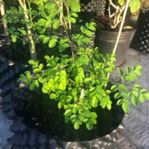 2 Malunggay Moringa Oleifera Starter Trees 6-8 Inch Drumstick Horseradish
