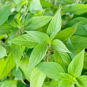 Red Pineapple Sage Salvia Plant | Live in Pot | 6-10in Tall | Blooms Summer