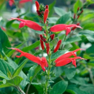 Red Pineapple Sage Salvia Plant | Live in Pot | 6-10in Tall | Blooms Summer