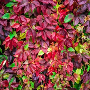 Virginia Creeper Live Plants 10-14 Inch Climbing Vine for Fences & Ground Cover