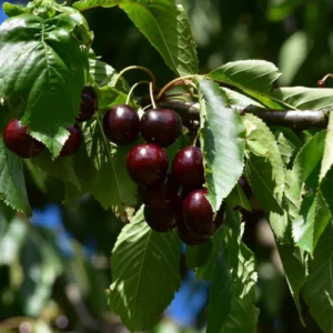 Black Cherry Trees Bare Root Seedlings 6-12 Inch Fruit Trees Live Plants Set of 2