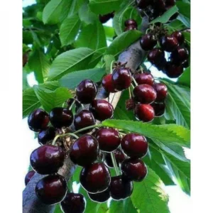Black Cherry Trees 2-Pack Bare Root Seedlings 2-3ft Cherry Fruit Trees