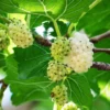 White Mulberry Trees 2-Pack Live Bareroot 12-18 Inch Fruits Plants