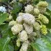 White Mulberry Trees 2-Pack Live Bareroot 12-18 Inch Fruits Plants