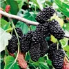 Dwarf Mulberry Live Plant 6-10 Inch in 3.5 Inch Pot Mulberry Fruit Tree