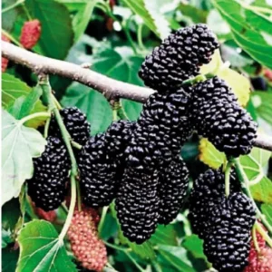 Dwarf Mulberry Live Plant 6-10 Inch in 3.5 Inch Pot Mulberry Fruit Tree