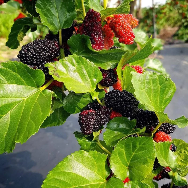 Dwarf Mulberry Live Plant 6-10 Inch in 3.5 Inch Pot Mulberry Fruit Tree
