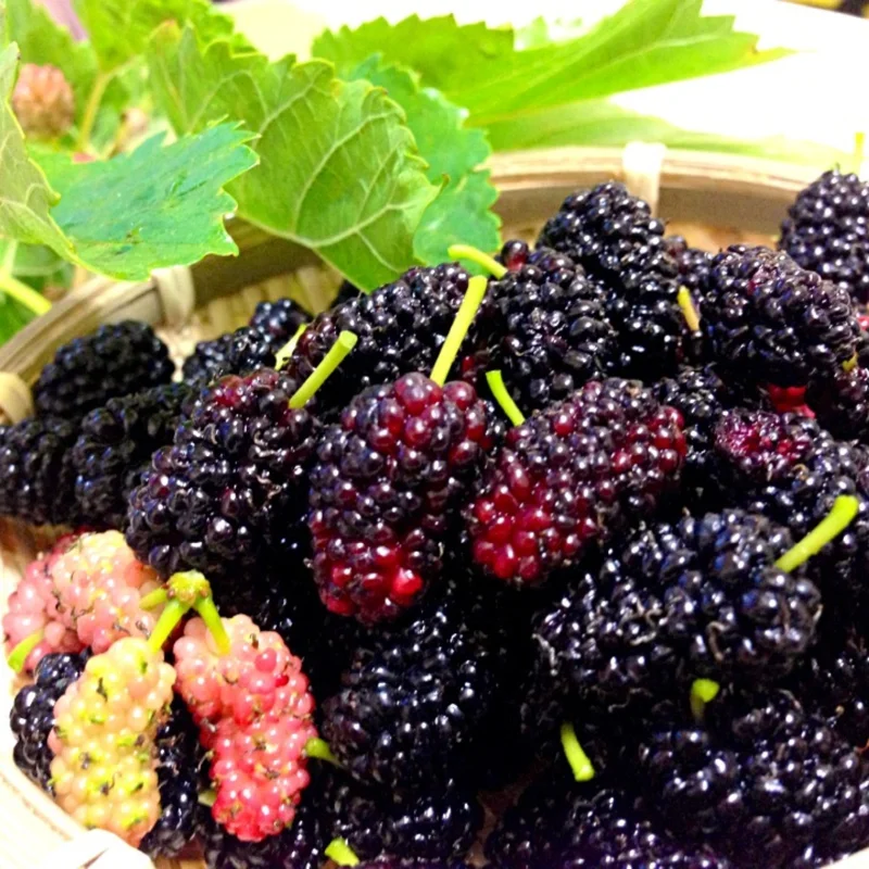 Dwarf Mulberry Live Plant 6-10 Inch in 3.5 Inch Pot Mulberry Fruit Tree