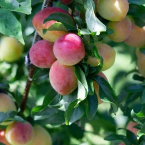 Chickasaw Plum Trees 2 Bare-root 12-18in Hardy Fruit Tree