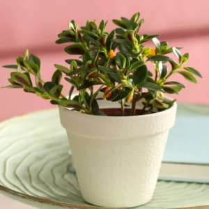 Goldfish Plant Live Indoor 4-Inch Pot Orange Flowers