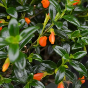 Goldfish Houseplant Live: Black Goldfish Plant, Orange Blooms, 4 Inch Pot