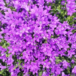 Campanula Plant Live Potted 4 Inch Bellflower Starter Plant