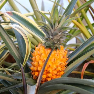 Live Pineapple Plants 2-Pack | Sweet Yellow Fruit Trees 5-7 Inches