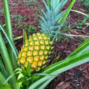 Live Pineapple Plants 2-Pack | Sweet Yellow Fruit Trees 5-7 Inches