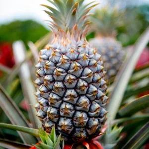 Live White Pineapple Plant 5+ Inch Tropical Fruit Plant Easy Care