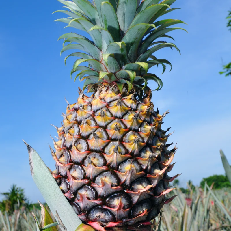 Pineapple Plants Starter 5 Inch Tall Live Fruit Trees