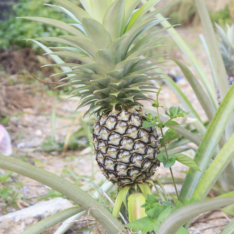 Pineapple Plants Starter 5 Inch Tall Live Fruit Trees