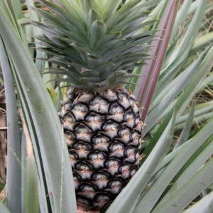 Pineapple Plants Starter 5 Inch Tall Live Fruit Trees