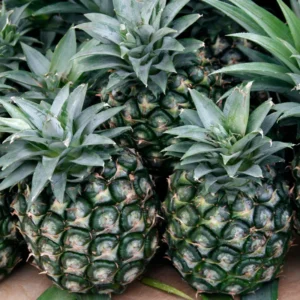 Live Sugarloaf Pineapple Plants Bareroot 4-6 Inch Fruit Tree